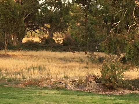 Murrord Wetlands - New South Wales Tourism  3