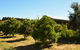 Swan Valley Sisters - thumb 30