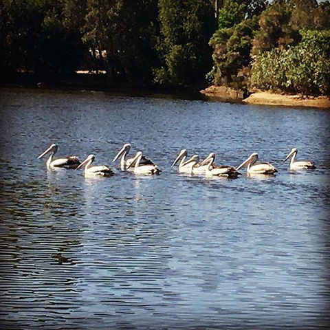 Swan Valley Sisters - New South Wales Tourism  31