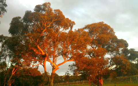 Hotham Ridge Estate - New South Wales Tourism  35