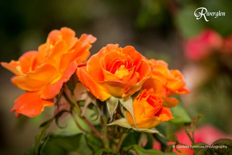 Riverglen Chalets - New South Wales Tourism  39