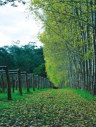 Hawke Brook Chalets - New South Wales Tourism  12