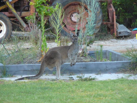 Nannup Bush Retreat - New South Wales Tourism  38