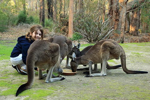 Yelverton Brook Conservation Sanctuary - New South Wales Tourism  5