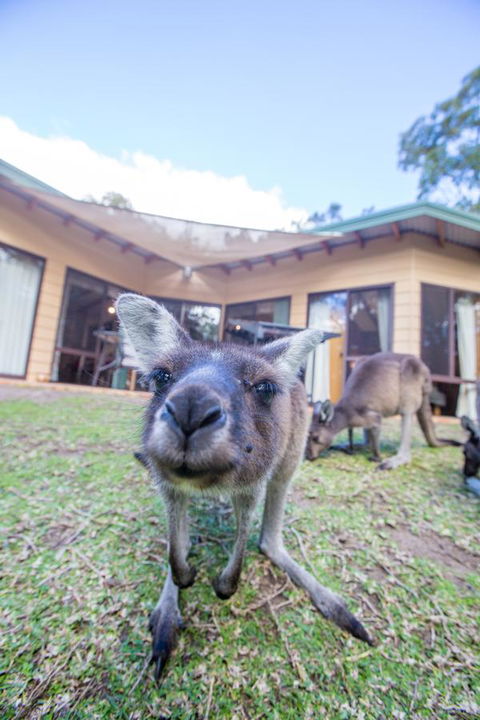 Yelverton Brook Conservation Sanctuary - New South Wales Tourism  17