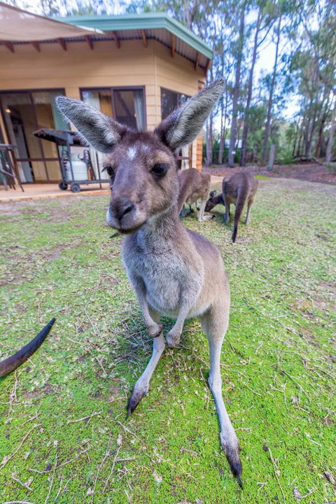 Yelverton Brook Conservation Sanctuary - New South Wales Tourism  0