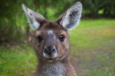 Yelverton Brook Conservation Sanctuary - New South Wales Tourism  25