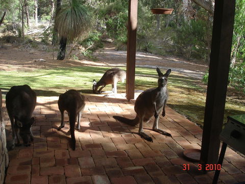 Yelverton Brook Conservation Sanctuary - New South Wales Tourism  22