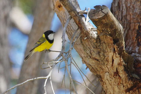 Yelverton Brook Conservation Sanctuary - New South Wales Tourism  35