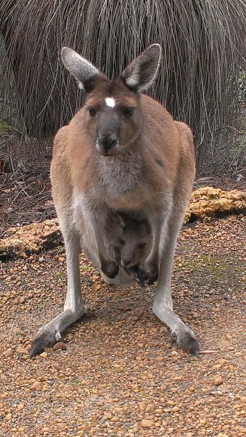 Yelverton Brook Conservation Sanctuary - New South Wales Tourism  27