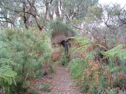 Yelverton Brook Conservation Sanctuary - New South Wales Tourism  41