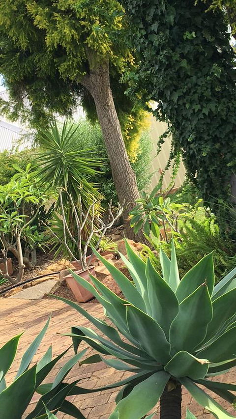 Armadale Cottage Bed & Breakfast - New South Wales Tourism  1