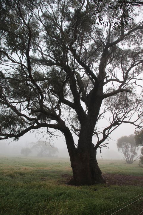 Daisy Cottage - New South Wales Tourism  23