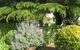 The Grove Cottages - thumb 12