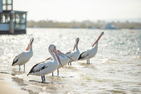 Noosa River Palms - New South Wales Tourism  3