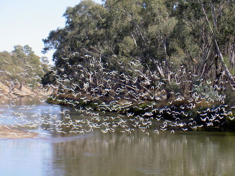 Paringa Grove Homestead - New South Wales Tourism  3