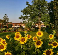 Quirindi Sunflower Motor Inn - New South Wales Tourism 