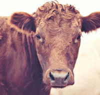 Redwing Farm Stay - New South Wales Tourism 