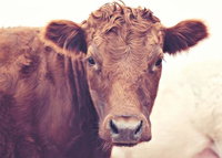 Book Weetulta Accommodation Vacations New South Wales Tourism New South Wales Tourism 