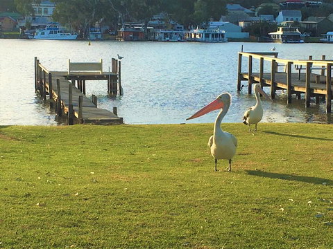 Riverfront Getaway - Mannum - New South Wales Tourism  0