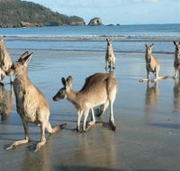 Seaforth Holiday Units - New South Wales Tourism 