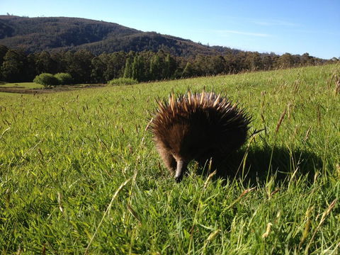 Silver Ridge Retreat - New South Wales Tourism  0