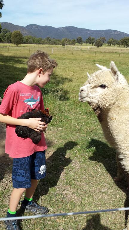 Starline Alpacas Farmstay Resort - New South Wales Tourism  3