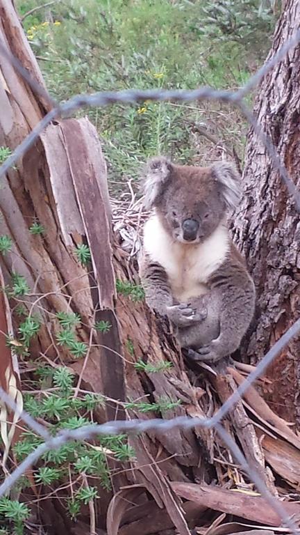 Stringybark Hills Retreat - New South Wales Tourism  0