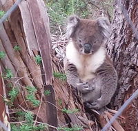 Stringybark Hills Retreat - New South Wales Tourism 