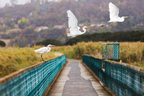 Topiary Haven - New South Wales Tourism  17