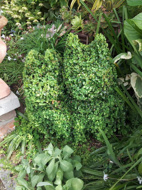 Topiary Haven - New South Wales Tourism  24