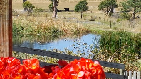 Hazelcreek Cottages - New South Wales Tourism  11