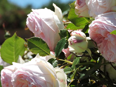 Hazelcreek Cottages - New South Wales Tourism  29