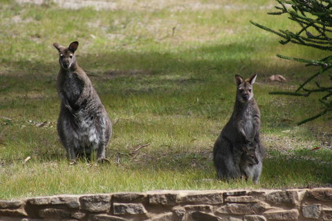 Bicheno By The Bay - New South Wales Tourism  44