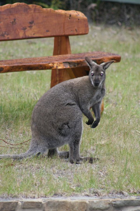 Bicheno By The Bay - New South Wales Tourism  31