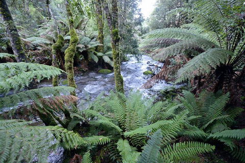 Lemonthyme Wilderness Retreat - New South Wales Tourism  21