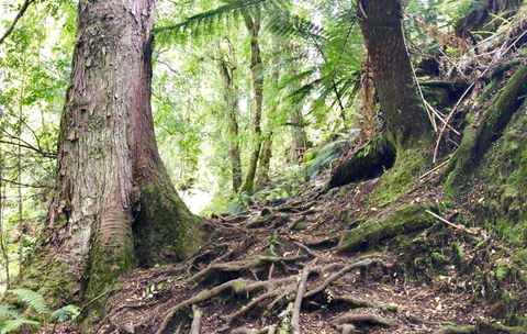 Lemonthyme Wilderness Retreat - New South Wales Tourism  23