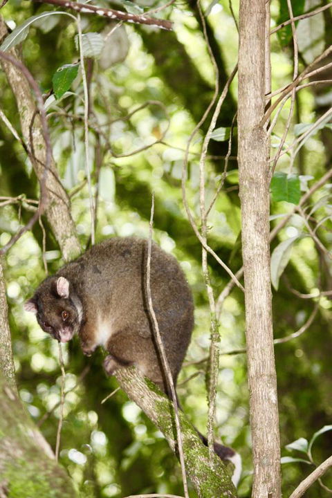 Lemonthyme Wilderness Retreat - New South Wales Tourism  26