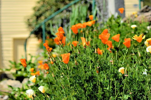 St. Pauls Bed & Breakfast - New South Wales Tourism  44