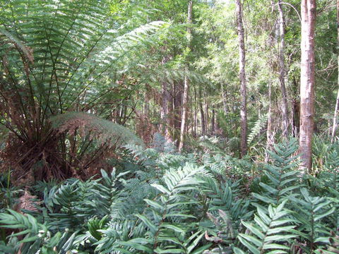 St. Pauls Bed & Breakfast - New South Wales Tourism  15