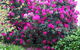 St. Pauls Bed & Breakfast - thumb 2