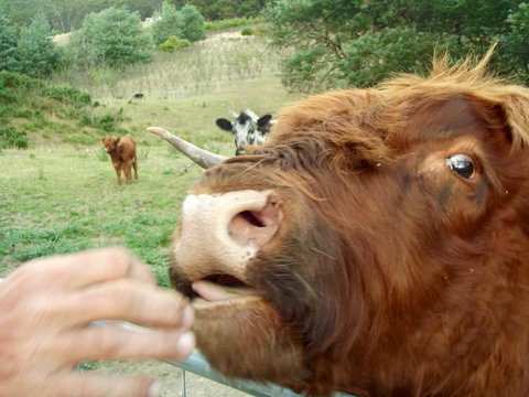 Eden Orchard & Farmstay - New South Wales Tourism  25