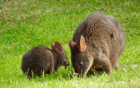 Eden Orchard & Farmstay - New South Wales Tourism  31