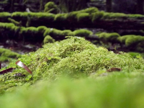 Eden Orchard & Farmstay - New South Wales Tourism  14