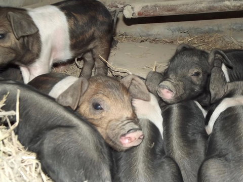 Eden Orchard & Farmstay - New South Wales Tourism  36