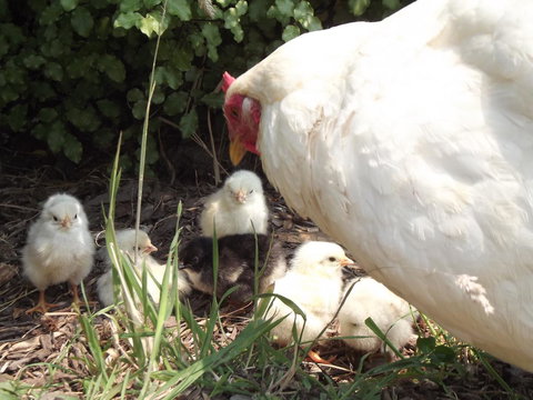 Eden Orchard & Farmstay - New South Wales Tourism  27