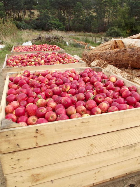 Eden Orchard & Farmstay - New South Wales Tourism  33