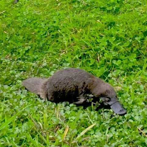 Eden Orchard & Farmstay - New South Wales Tourism  15