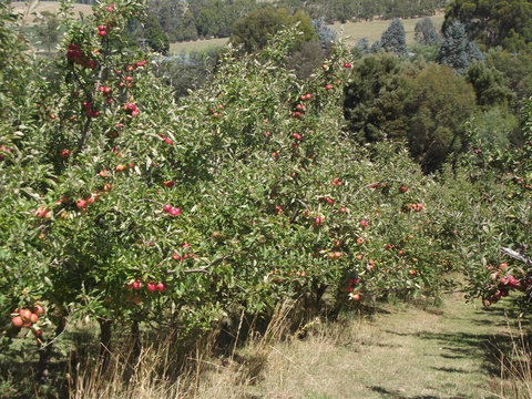 Eden Orchard & Farmstay - New South Wales Tourism  26