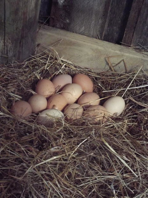 Eden Orchard & Farmstay - New South Wales Tourism  30